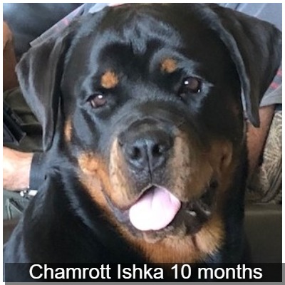 Chamrott Ishka 10 months
